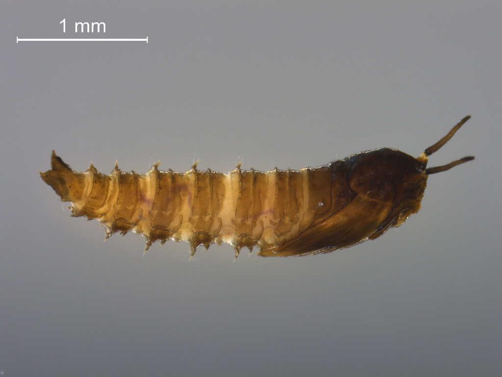 Psychodidae pupa